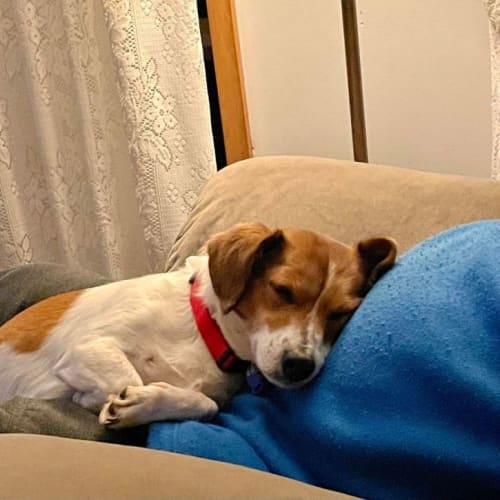 Chrissy ~ 6yr Old Jack Russell X(On Trial 24/7/22)