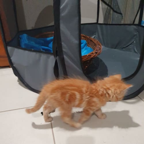 Ginger
