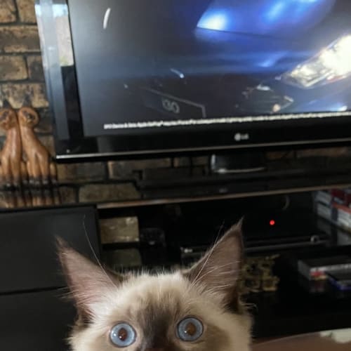 Bert