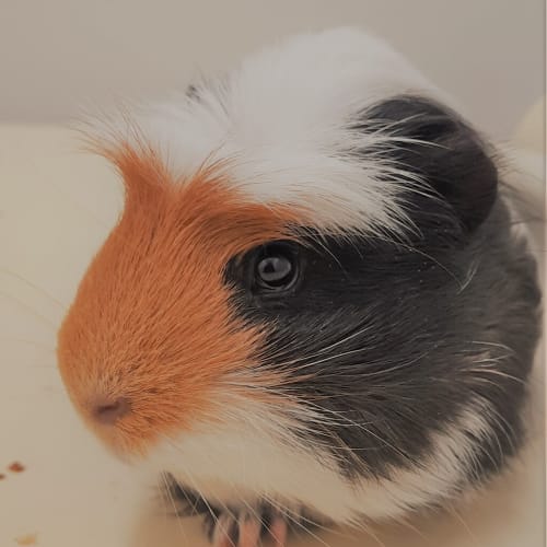 Bowie