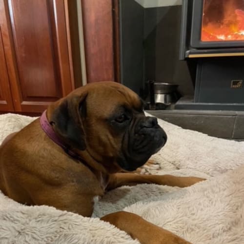 Nova