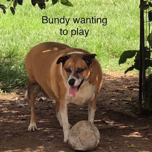 Bundy2