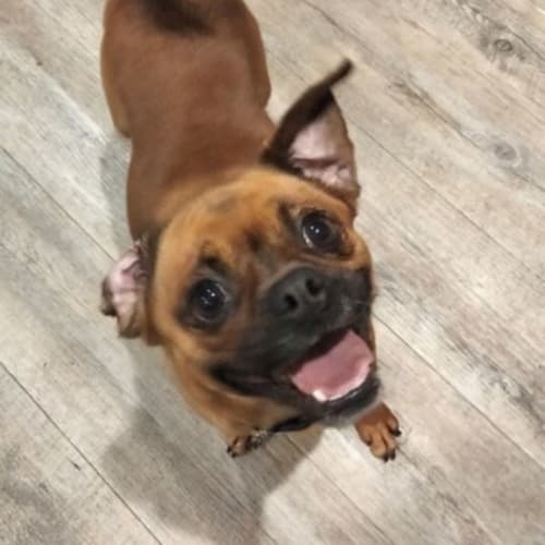 Scout