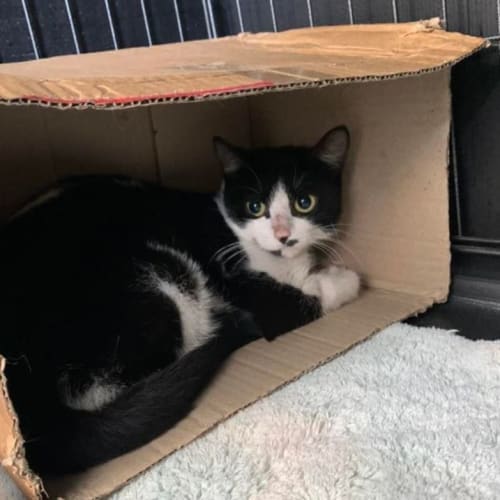 Ella