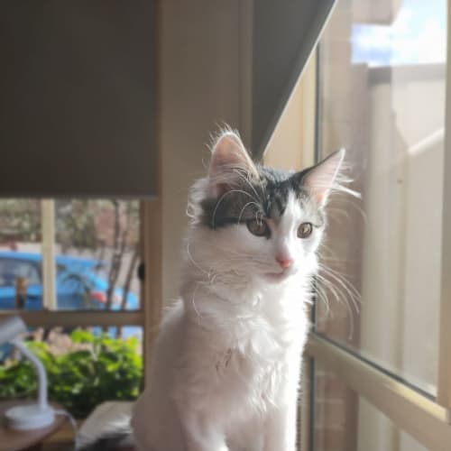 Pinto - Located in Pascoe Vale