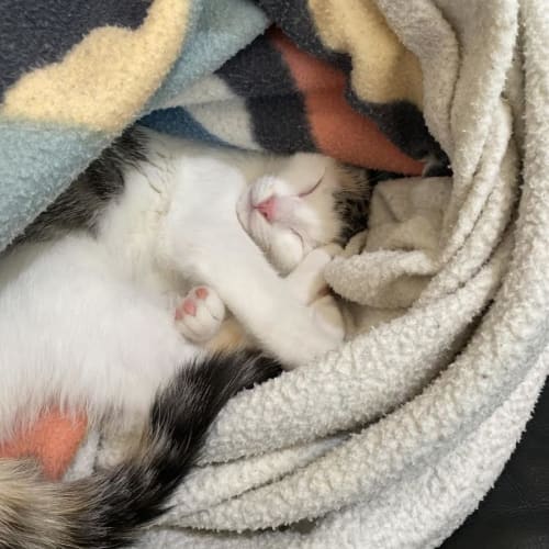 Khaleesi-Meet me at PetStock Mornington Central