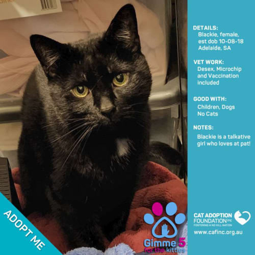 Blackie Just $39 Limited Time!