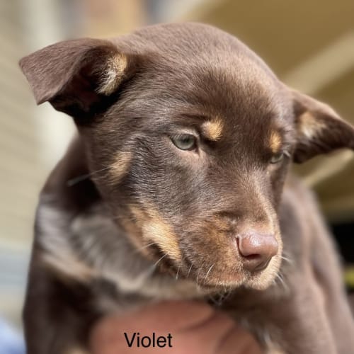 Violet 