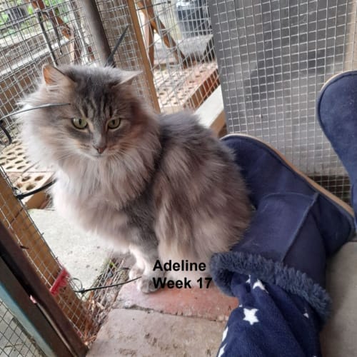 Adeline (Addy)