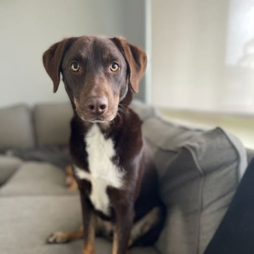 Bucky ~ 2yr Old Kelpie(On Trial 7/8/22)