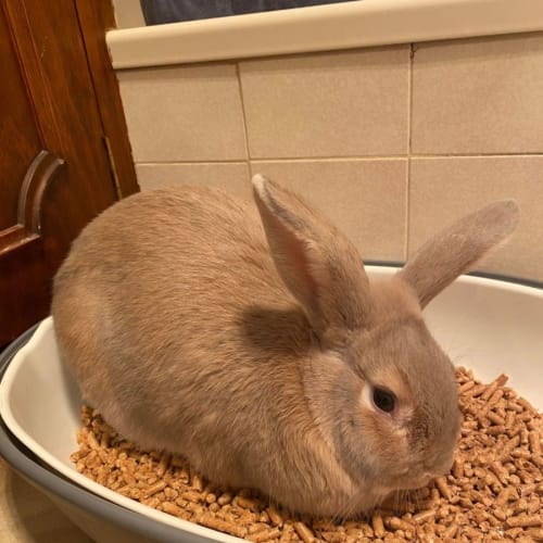 Bunnyskins