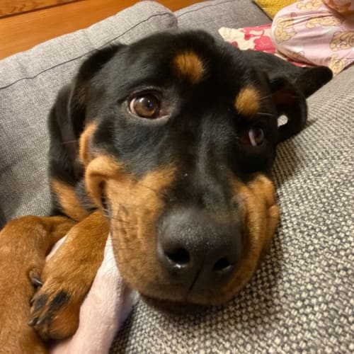 Xena