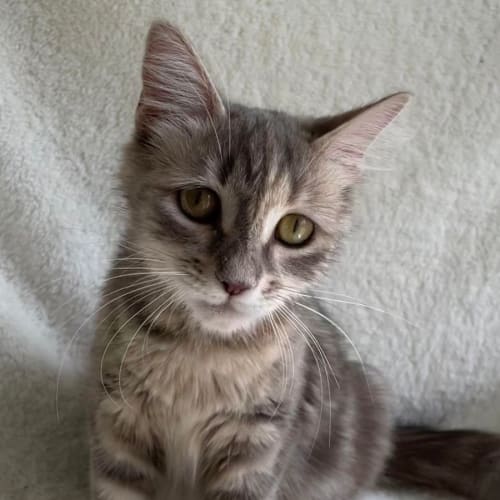 Coco 