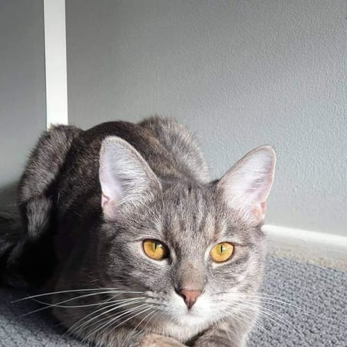 Willow 