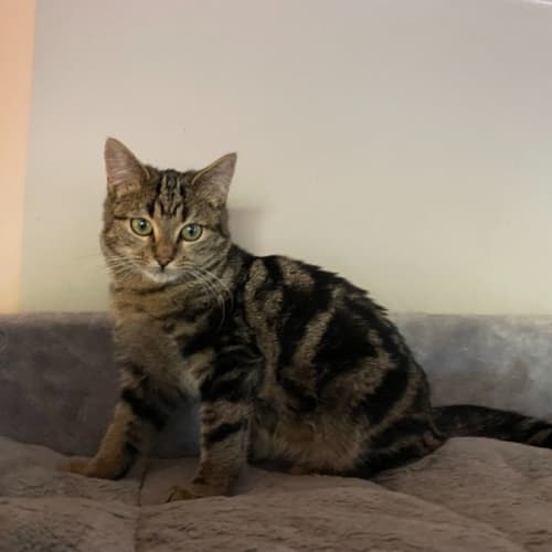 Greta **2nd Chance Cat Rescue**