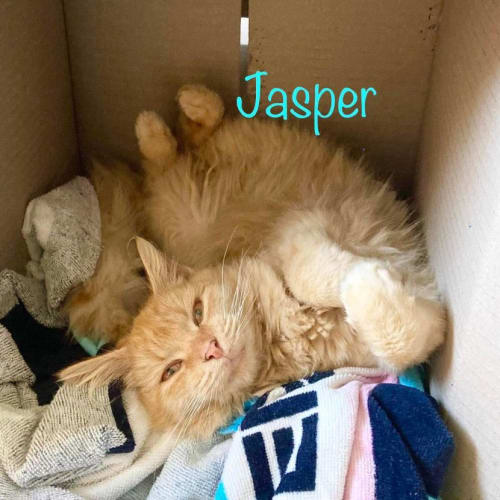 Jasper