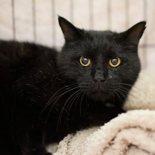 Leo