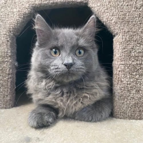 Willow
