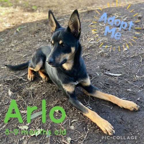 Arlo
