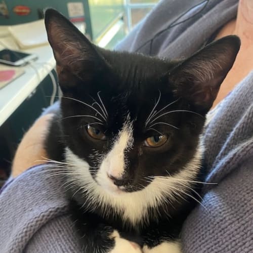 Elvis