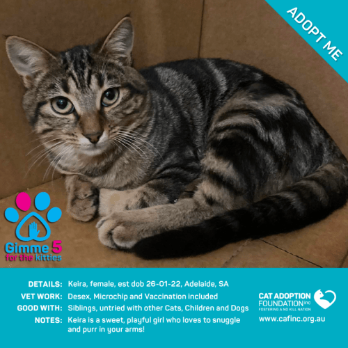 Keira Just $39 Limited Time!
