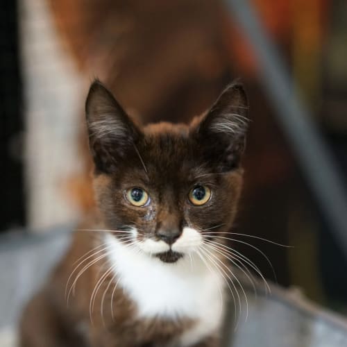 Bosco