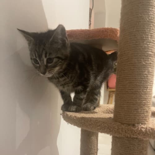 Princess-Meet me at Petstock Chelsea❤️