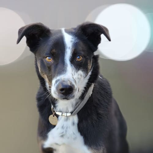 Benji - Kelpie x Border Collie