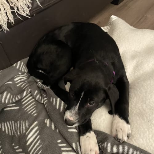 Gypsy ~ 4mo Border Collie X(On Trial 31/7/22)