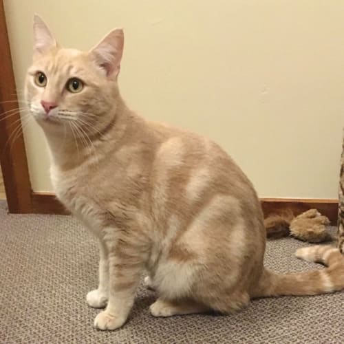 Rusty - Located in Preston