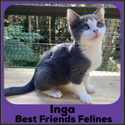 Inga 