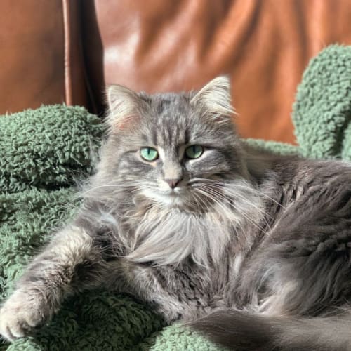 Maya
