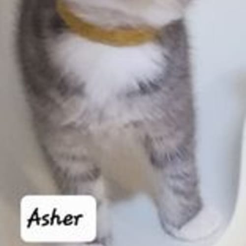 Asher