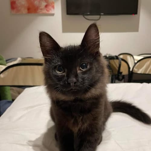 Charlie **2nd Chance Cat Rescue**