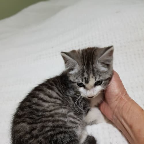Oliver 