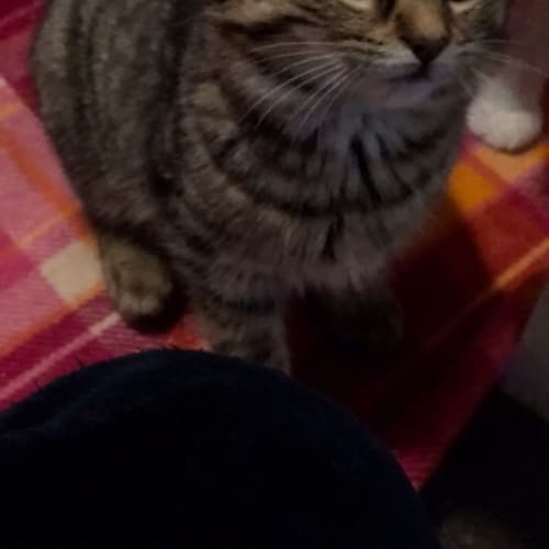 Alice - Located in Preston
