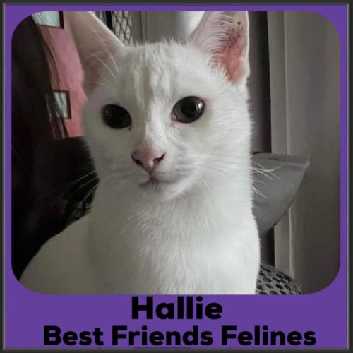 Hallie 