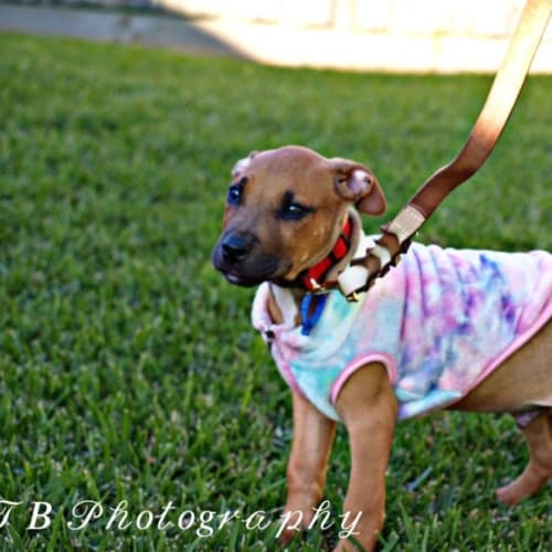 Scooby ~ Rhodesian Ridgeback X(On trial 24/7/22)