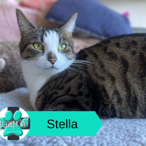 Stella 