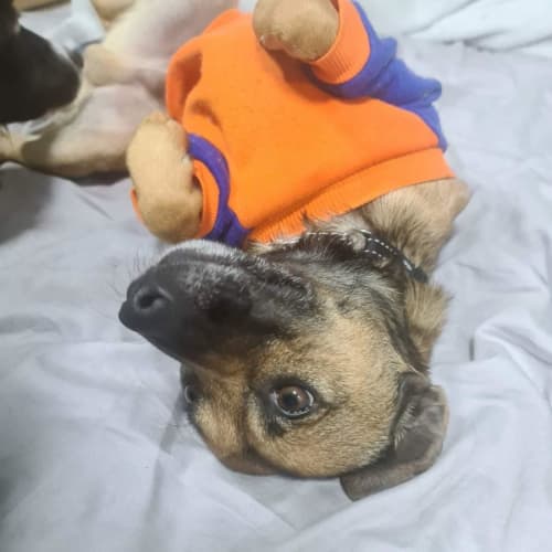 Cheddar