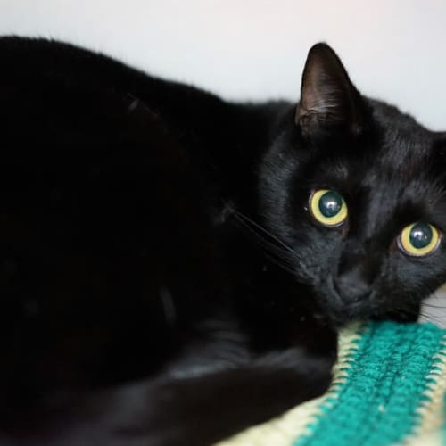 Merlin