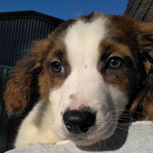 Penelope