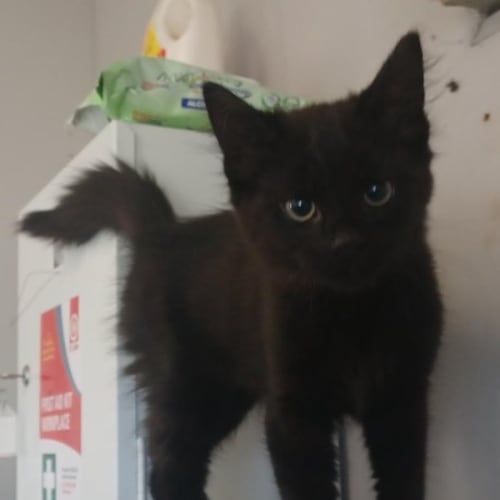 21/22 0327 blacky