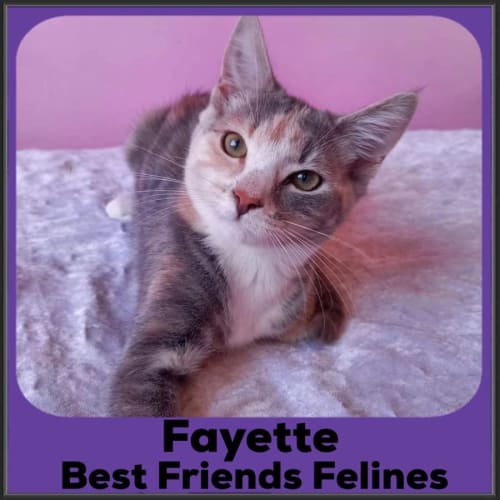 Fayette 