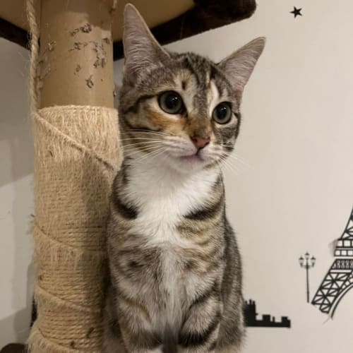 Anya 