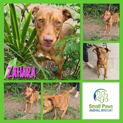 Zahara