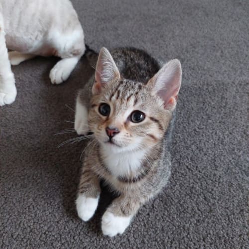 Princess Tabitha