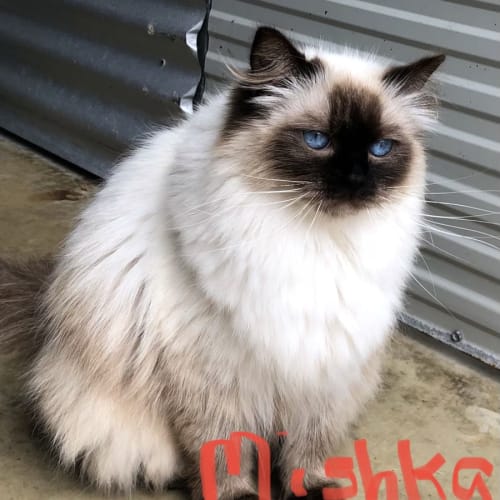 Mischka 