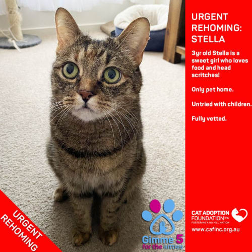 Stella Private Rehoming No Charge!