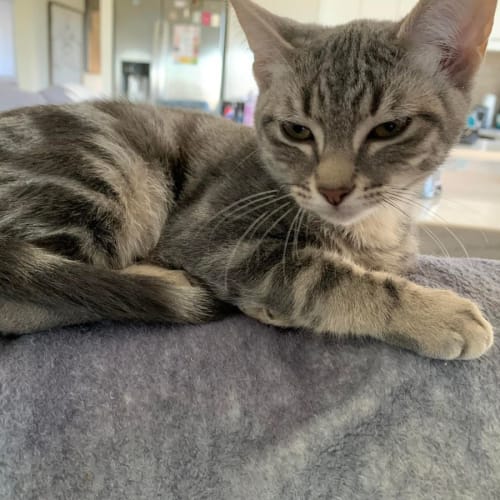 Nova